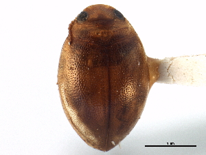  ( - CCDB-21428-H07)  @11 [ ] CreativeCommons - Attribution (2014) CBG Photography Group Centre for Biodiversity Genomics