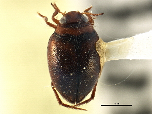  (Hygrotus intermedius - CCDB-21428-H09)  @11 [ ] CreativeCommons - Attribution (2014) CBG Photography Group Centre for Biodiversity Genomics