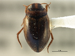  ( - CCDB-21428-H10)  @11 [ ] CreativeCommons - Attribution (2014) CBG Photography Group Centre for Biodiversity Genomics