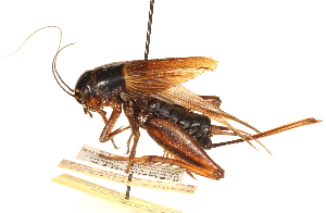 (Gryllidae - CCDB-21429-B02)  @15 [ ] CreativeCommons - Attribution (2014) CBG Photography Group Centre for Biodiversity Genomics