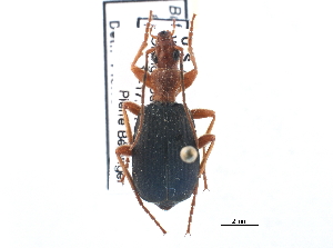  ( - CCDB-21430-E02)  @13 [ ] CreativeCommons - Attribution (2014) CBG Photography Group Centre for Biodiversity Genomics