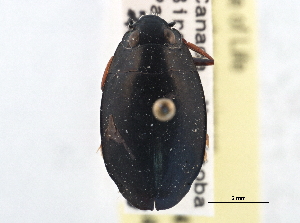  ( - CCDB-21430-F04)  @11 [ ] CreativeCommons - Attribution (2014) CBG Photography Group Centre for Biodiversity Genomics