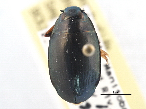  ( - CCDB-21430-F05)  @14 [ ] CreativeCommons - Attribution (2014) CBG Photography Group Centre for Biodiversity Genomics