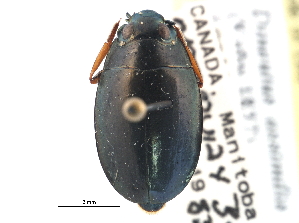  ( - CCDB-21430-F06)  @11 [ ] CreativeCommons - Attribution (2014) CBG Photography Group Centre for Biodiversity Genomics