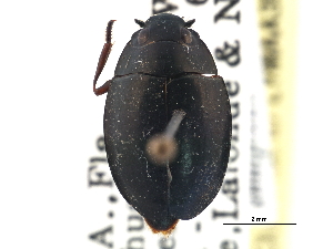  ( - CCDB-21430-F10)  @11 [ ] CreativeCommons - Attribution (2014) CBG Photography Group Centre for Biodiversity Genomics