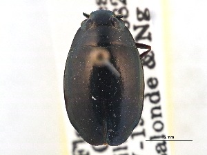  (Dineutus carolinus - CCDB-21430-F11)  @14 [ ] CreativeCommons - Attribution (2014) CBG Photography Group Centre for Biodiversity Genomics