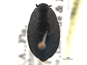  ( - CCDB-21430-G01)  @11 [ ] CreativeCommons - Attribution (2014) CBG Photography Group Centre for Biodiversity Genomics