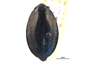  ( - CCDB-21430-G02)  @11 [ ] CreativeCommons - Attribution (2014) CBG Photography Group Centre for Biodiversity Genomics
