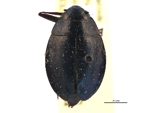  ( - CCDB-21430-G03)  @11 [ ] CreativeCommons - Attribution (2014) CBG Photography Group Centre for Biodiversity Genomics