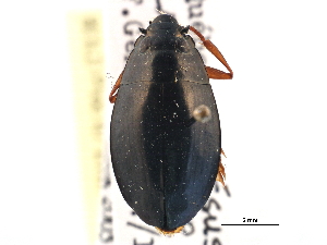  ( - CCDB-21430-G06)  @11 [ ] CreativeCommons - Attribution (2014) CBG Photography Group Centre for Biodiversity Genomics