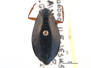  ( - CCDB-21430-G07)  @11 [ ] CreativeCommons - Attribution (2014) CBG Photography Group Centre for Biodiversity Genomics