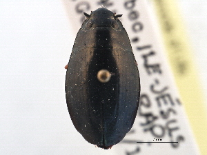  ( - CCDB-21430-G08)  @11 [ ] CreativeCommons - Attribution (2014) CBG Photography Group Centre for Biodiversity Genomics