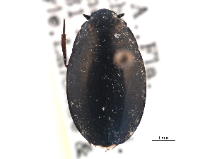  (Dineutus serrulatus - CCDB-21430-H02)  @11 [ ] CreativeCommons - Attribution (2014) CBG Photography Group Centre for Biodiversity Genomics