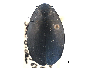  (Dineutus sublineatus - CCDB-21430-H10)  @11 [ ] CreativeCommons - Attribution (2014) CBG Photography Group Centre for Biodiversity Genomics