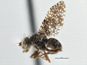  (Xanthomyia nora - CCDB-21323-B10)  @11 [ ] CreativeCommons - Attribution (2014) CBG Photography Group Centre for Biodiversity Genomics