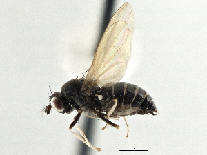  ( - CCDB-21323-G01)  @11 [ ] CreativeCommons - Attribution (2014) CBG Photography Group Centre for Biodiversity Genomics