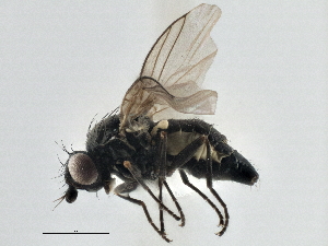  ( - CCDB-21325-A03)  @11 [ ] CreativeCommons - Attribution (2014) CBG Photography Group Centre for Biodiversity Genomics