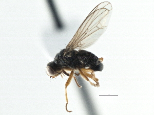  ( - CCDB-21325-E09)  @13 [ ] CreativeCommons - Attribution (2014) CBG Photography Group Centre for Biodiversity Genomics