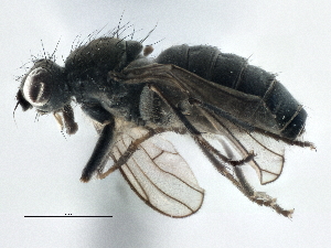  ( - CCDB-21325-G07)  @13 [ ] CreativeCommons - Attribution (2014) CBG Photography Group Centre for Biodiversity Genomics