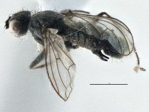  ( - CCDB-21325-G08)  @13 [ ] CreativeCommons - Attribution (2014) CBG Photography Group Centre for Biodiversity Genomics