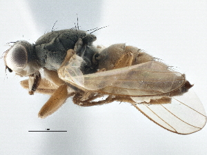  (Microprosopa flavinervis - CCDB-21325-H07)  @14 [ ] CreativeCommons - Attribution (2014) CBG Photography Group Centre for Biodiversity Genomics