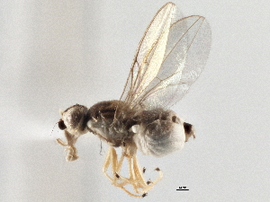  (Phlebosotera - CCDB-21327-A03)  @11 [ ] CreativeCommons - Attribution (2014) CBG Photography Group Centre for Biodiversity Genomics