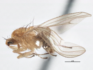  ( - CCDB-21327-F04)  @13 [ ] CreativeCommons - Attribution (2014) CBG Photography Group Centre for Biodiversity Genomics