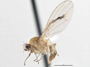  ( - CCDB-21327-F08)  @11 [ ] CreativeCommons - Attribution (2014) CBG Photography Group Centre for Biodiversity Genomics