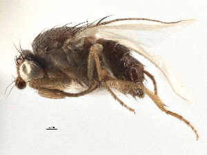  ( - CCDB-21327-H03)  @11 [ ] CreativeCommons - Attribution (2014) CBG Photography Group Centre for Biodiversity Genomics