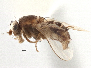  ( - CCDB-21327-H04)  @11 [ ] CreativeCommons - Attribution (2014) CBG Photography Group Centre for Biodiversity Genomics