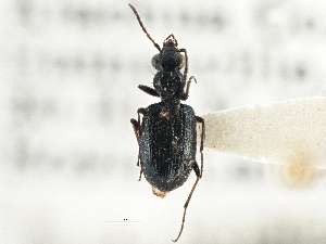  (Euphorticus pubescens - CCDB-21331-E12)  @11 [ ] CreativeCommons - Attribution (2014) CBG Photography Group Centre for Biodiversity Genomics