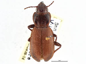  (Pterostichus isabellae - CCDB-21331-H05)  @15 [ ] CreativeCommons - Attribution (2014) CBG Photography Group Centre for Biodiversity Genomics