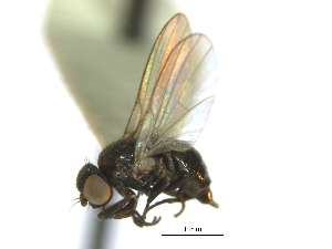  (Ophiomyia labiatarum - CCDB-21422-B05)  @15 [ ] CreativeCommons - Attribution (2014) CBG Photography Group Centre for Biodiversity Genomics