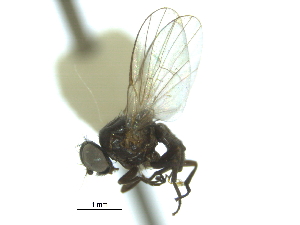  (Ophiomyia lauta - CCDB-21422-B08)  @11 [ ] CreativeCommons - Attribution (2014) CBG Photography Group Centre for Biodiversity Genomics