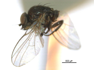  (Ophiomyia texana - CCDB-21422-C05)  @11 [ ] CreativeCommons - Attribution (2014) CBG Photography Group Centre for Biodiversity Genomics
