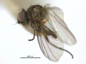  (Amauromyza angulicornis - CCDB-21422-C12)  @12 [ ] CreativeCommons - Attribution (2014) CBG Photography Group Centre for Biodiversity Genomics