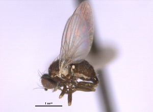  (Cerodontha butomomyzina - CCDB-21422-H10)  @11 [ ] CreativeCommons - Attribution (2014) CBG Photography Group Centre for Biodiversity Genomics