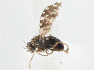  ( - CCDB-21401-A03)  @11 [ ] CreativeCommons - Attribution (2014) CBG Photography Group Centre for Biodiversity Genomics