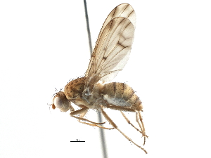  ( - CCDB-21401-C02)  @15 [ ] CreativeCommons - Attribution (2014) CBG Photography Group Centre for Biodiversity Genomics