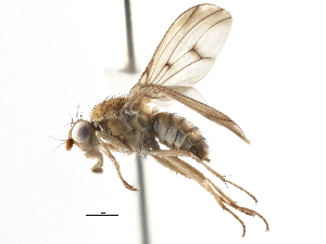 ( - CCDB-21401-C03)  @14 [ ] CreativeCommons - Attribution (2014) CBG Photography Group Centre for Biodiversity Genomics