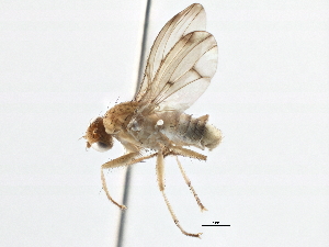  ( - CCDB-21401-C04)  @14 [ ] CreativeCommons - Attribution (2014) CBG Photography Group Centre for Biodiversity Genomics