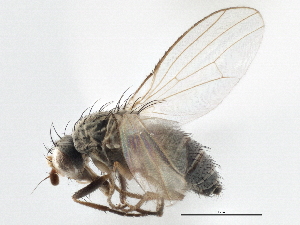  ( - CCDB-21401-D12)  @11 [ ] CreativeCommons - Attribution (2014) CBG Photography Group Centre for Biodiversity Genomics