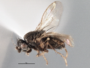  (Rachispoda chisholmae - CCDB-21402-A07)  @14 [ ] CreativeCommons - Attribution (2014) CBG Photography Group Centre for Biodiversity Genomics