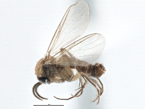  ( - CCDB-21402-G05)  @13 [ ] CreativeCommons - Attribution (2014) CBG Photography Group Centre for Biodiversity Genomics