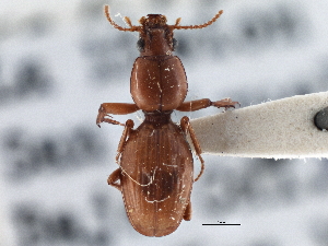  (Dyschirius marinus - CCDB-21404-C06)  @11 [ ] CreativeCommons - Attribution (2014) CBG Photography Group Centre for Biodiversity Genomics