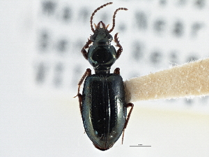  ( - CCDB-21404-D09)  @11 [ ] CreativeCommons - Attribution (2014) CBG Photography Group Centre for Biodiversity Genomics