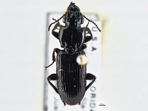  ( - CCDB-21406-F04)  @14 [ ] CreativeCommons - Attribution (2014) CBG Photography Group Centre for Biodiversity Genomics