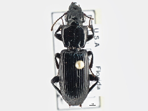  ( - CCDB-21406-F05)  @13 [ ] CreativeCommons - Attribution (2014) CBG Photography Group Centre for Biodiversity Genomics