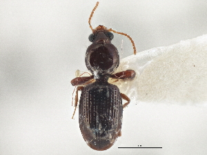  (Dyschirius abbreviatus - CCDB-21406-G03)  @11 [ ] CreativeCommons - Attribution (2014) CBG Photography Group Centre for Biodiversity Genomics