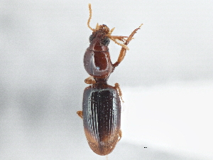  ( - CCDB-21406-G09)  @11 [ ] CreativeCommons - Attribution (2014) CBG Photography Group Centre for Biodiversity Genomics